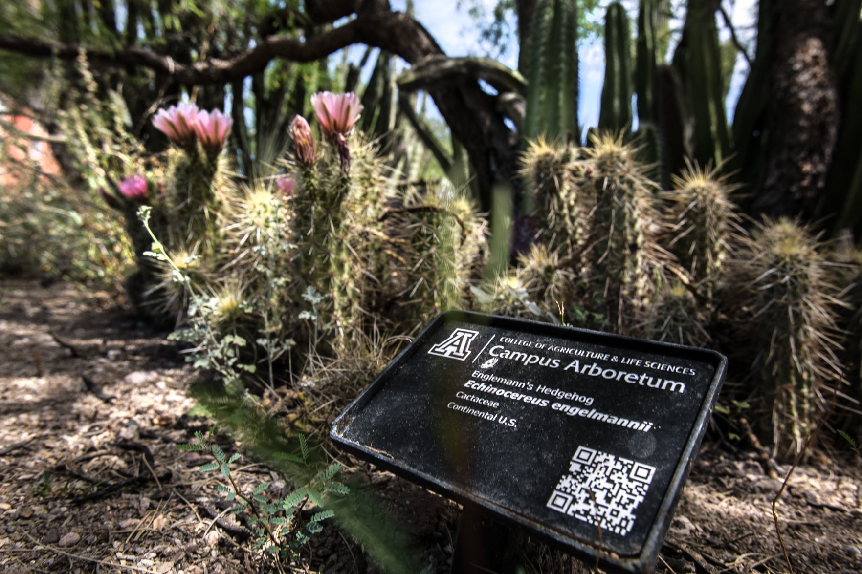 UA Arboretum